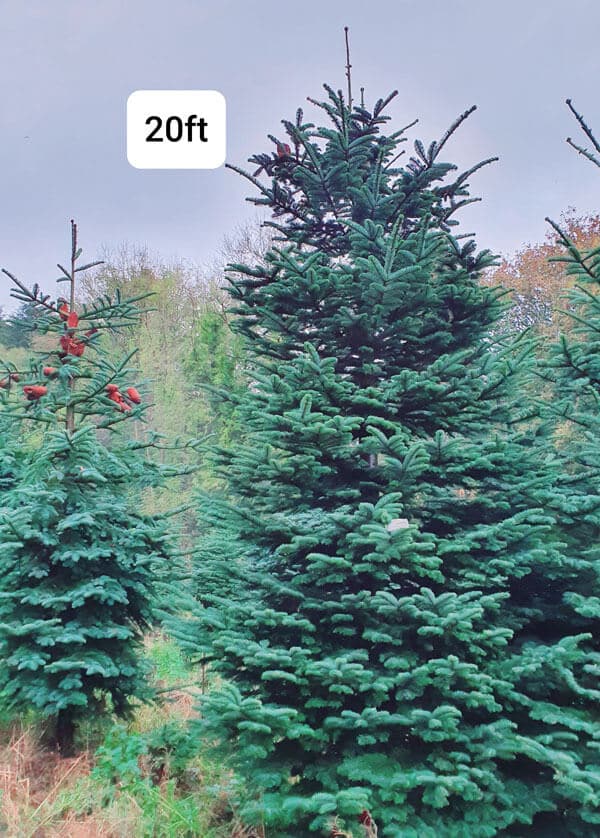Titl Large Christmas Tree (9Ft - 30Ft)